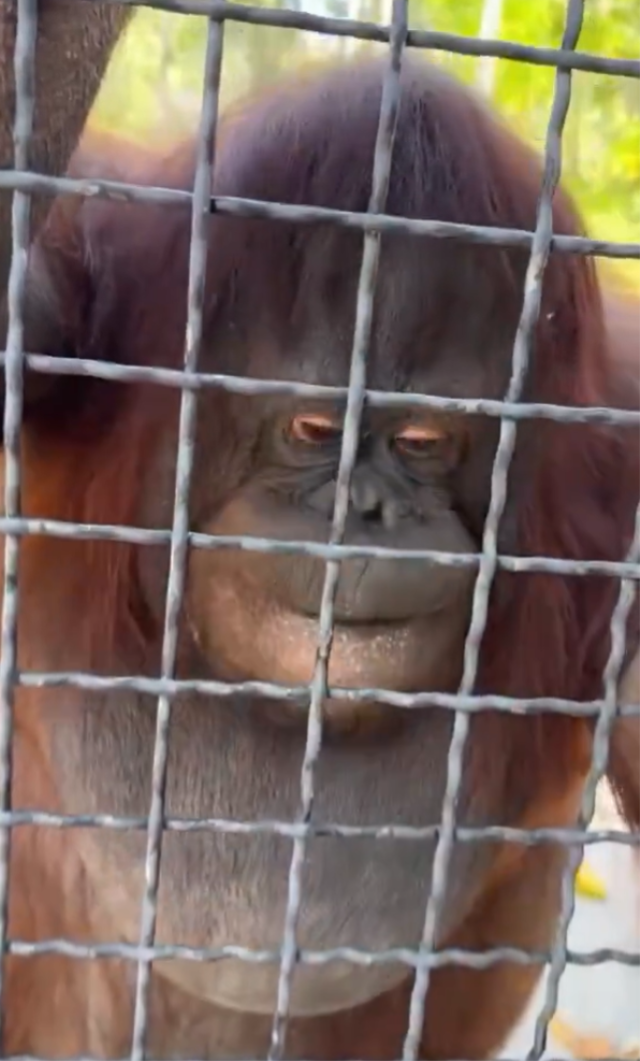 Nesli tükenmekte olan orangutana elektronik sigara içiren sporcu büyük tepki çekti