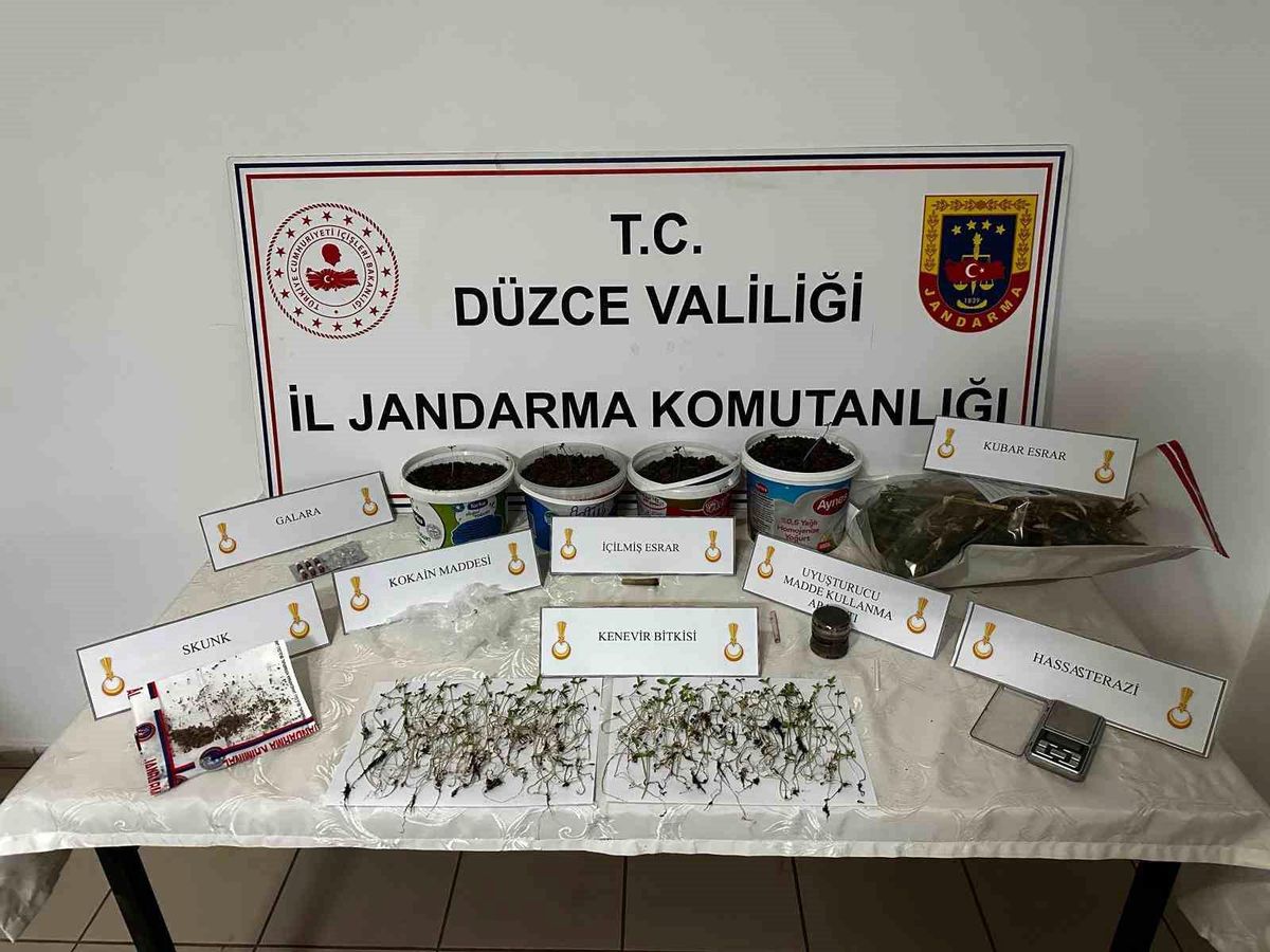 Düzce\'de Yasadışı Kenevir Üretimi