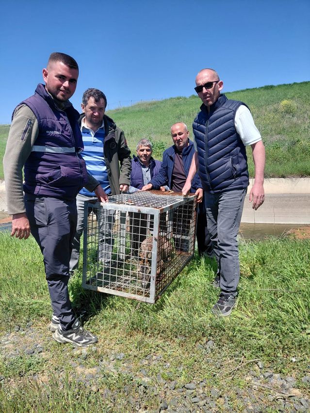 Koyuntepe’de Karaca Kurtarıldı