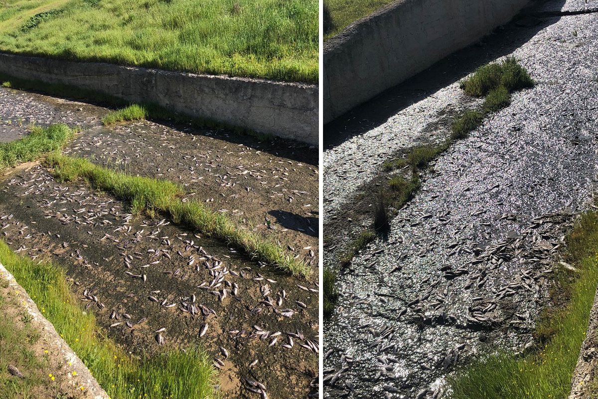 Tekirdağ\'da gölde toplu balık ölümleri yaşandı