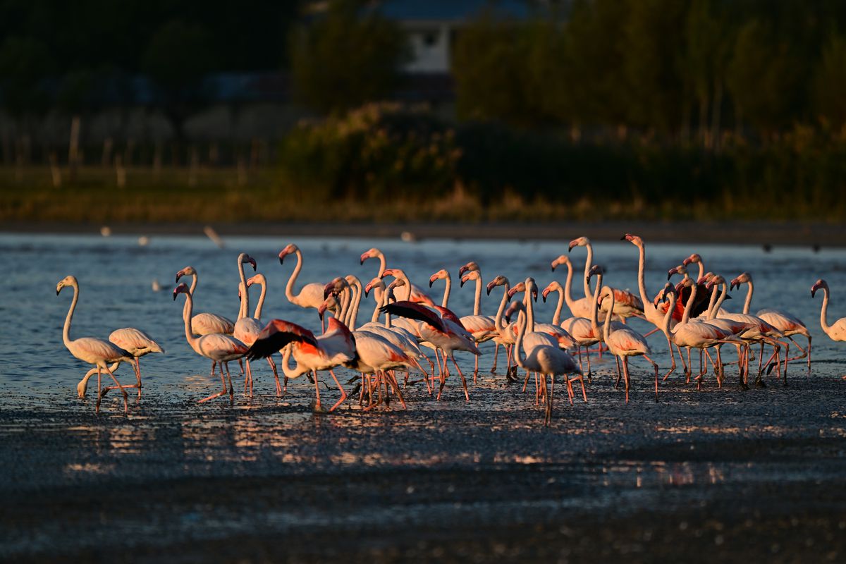 Flamingolar Erçek Gölü\'ne Geri Dönüyor