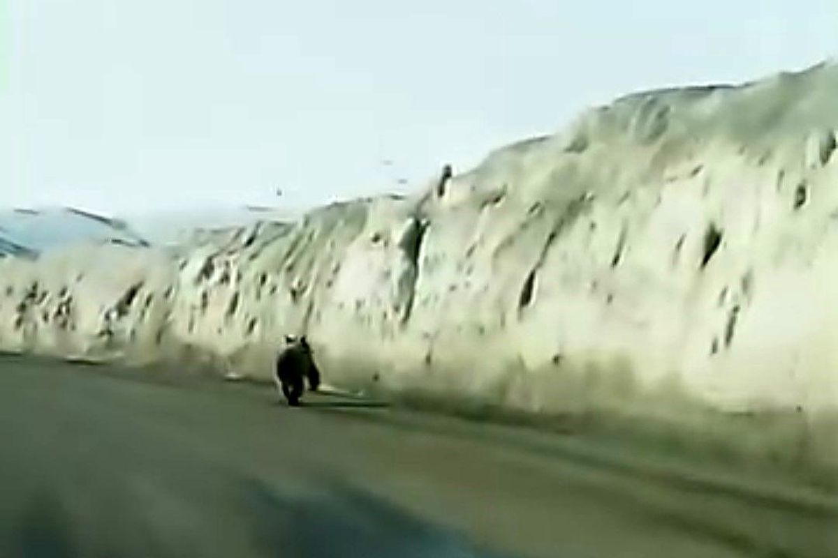 Gürpınar\'da Yolda Ayı Görüntülendi
