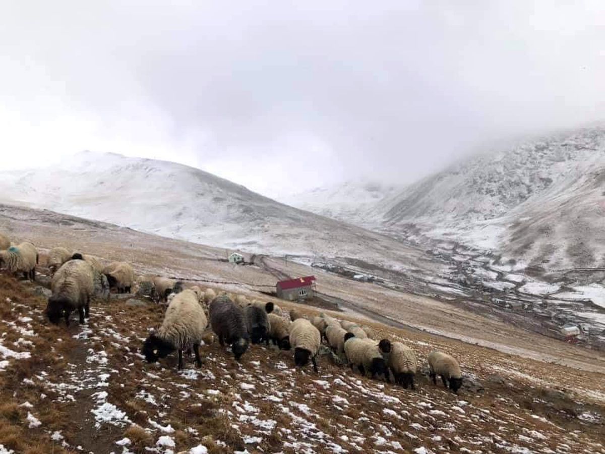 Yaylacılık Krizi: Giresun ve Gümüşhane Tartışıyor