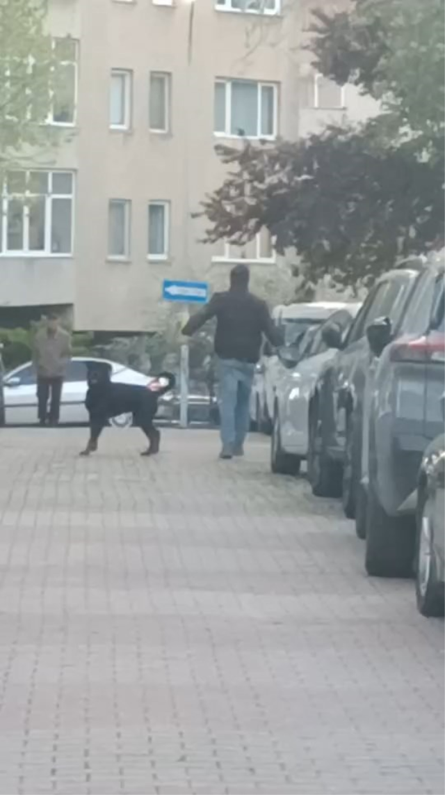 Rottweiler, küçük köpeğe saldırdı! Kadının çığlıkları mahalleyi inletti