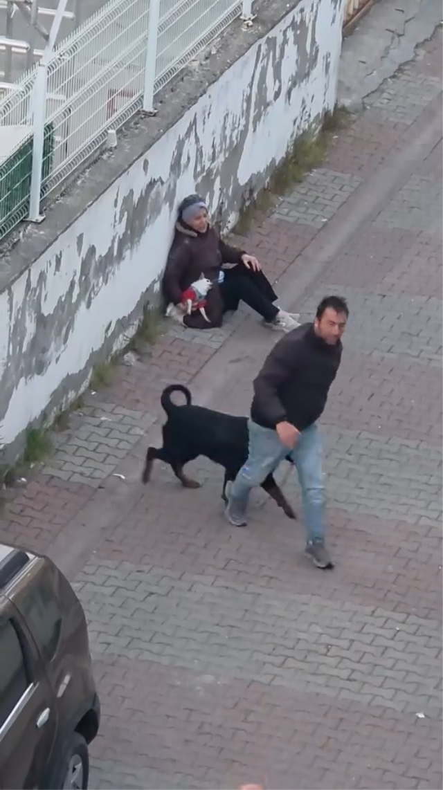 Rottweiler, küçük köpeğe saldırdı! Kadının çığlıkları mahalleyi inletti