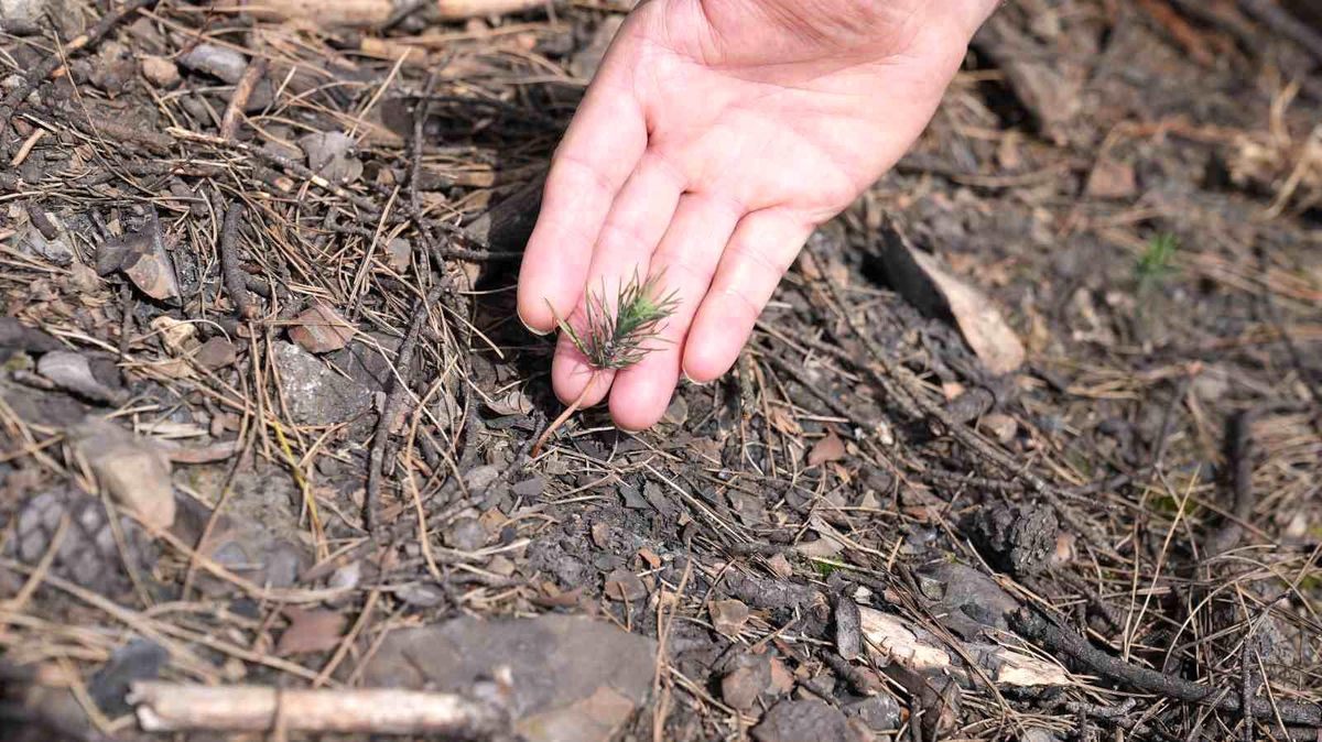 Başkan Işık\'tan yeşil Gürsu çağrısı