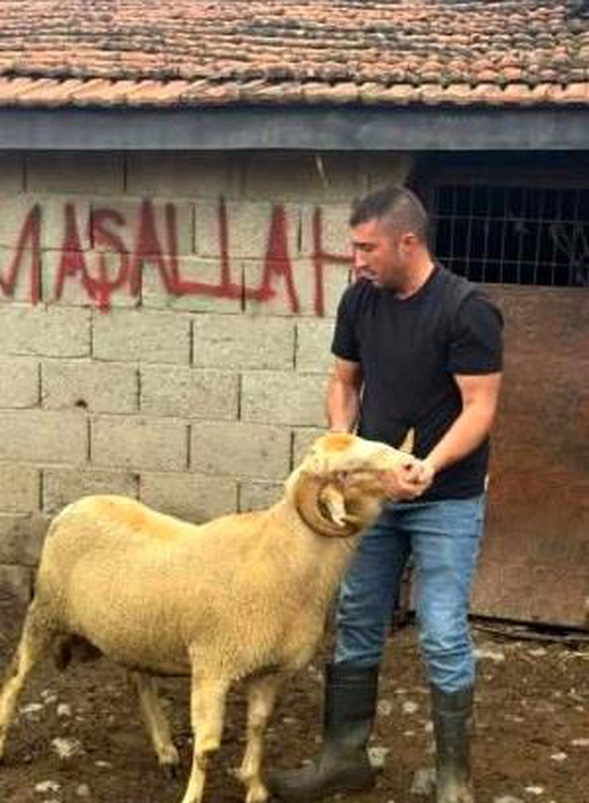 Burhaniye\'de Kurbanlıklar Satışa Çıktı