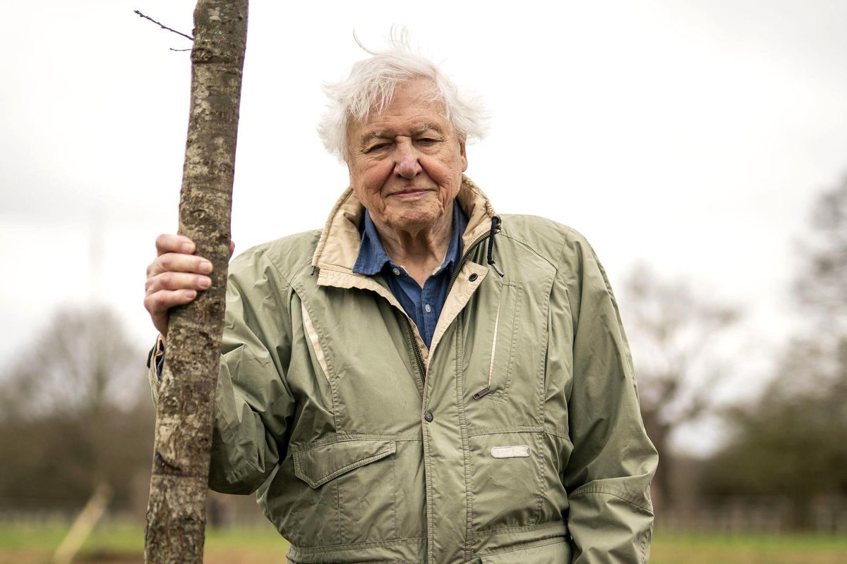 David Attenborough: Doğanın Sesini Duyuran İsim