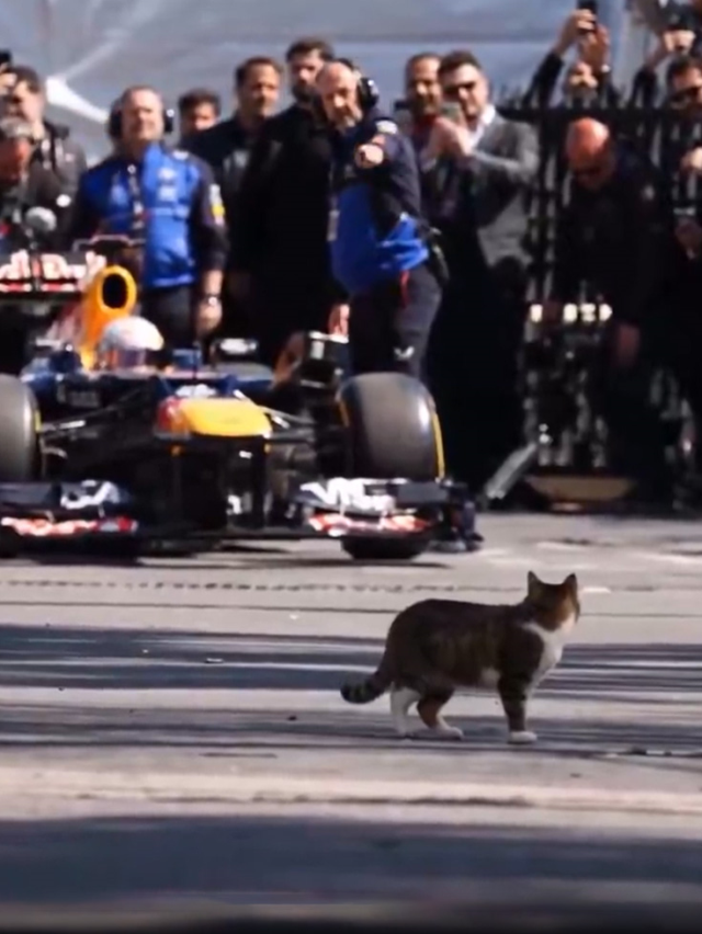 İstanbul'da Formula 1 aracını selamlayan kedi dünyada viral oldu