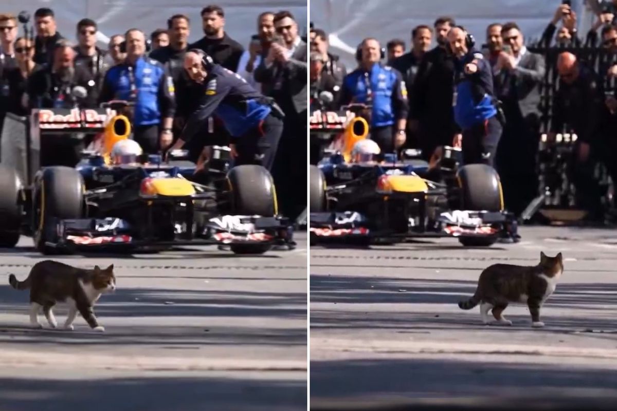 İstanbul\'da Formula 1 aracını selamlayan kedi dünyada viral oldu