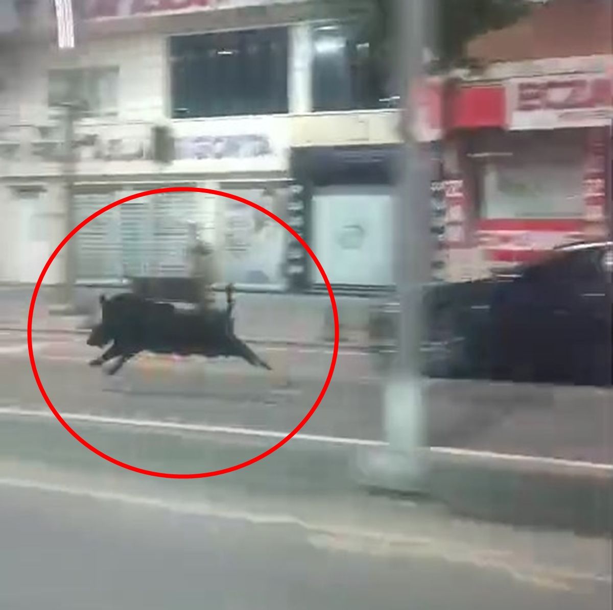 Batman\'da kent merkezine inen yaban domuzu 3 kişiyi yaraladı