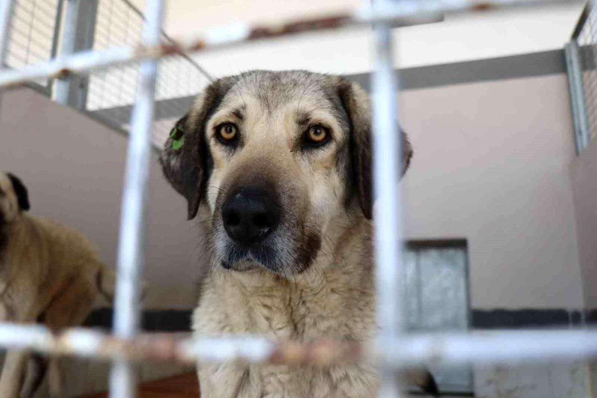 Şikayetler 100\'den 20\'ye indi: Başiskele\'de sokak hayvanı şikayetleri büyük oranda düştü