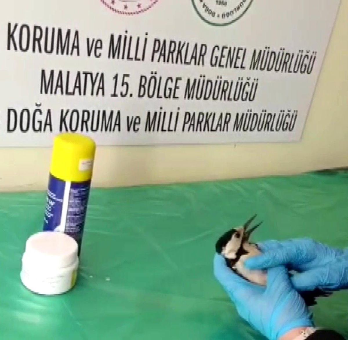 Sivas\'ta Yaralı Ağaçkakan Tedavi Edildi