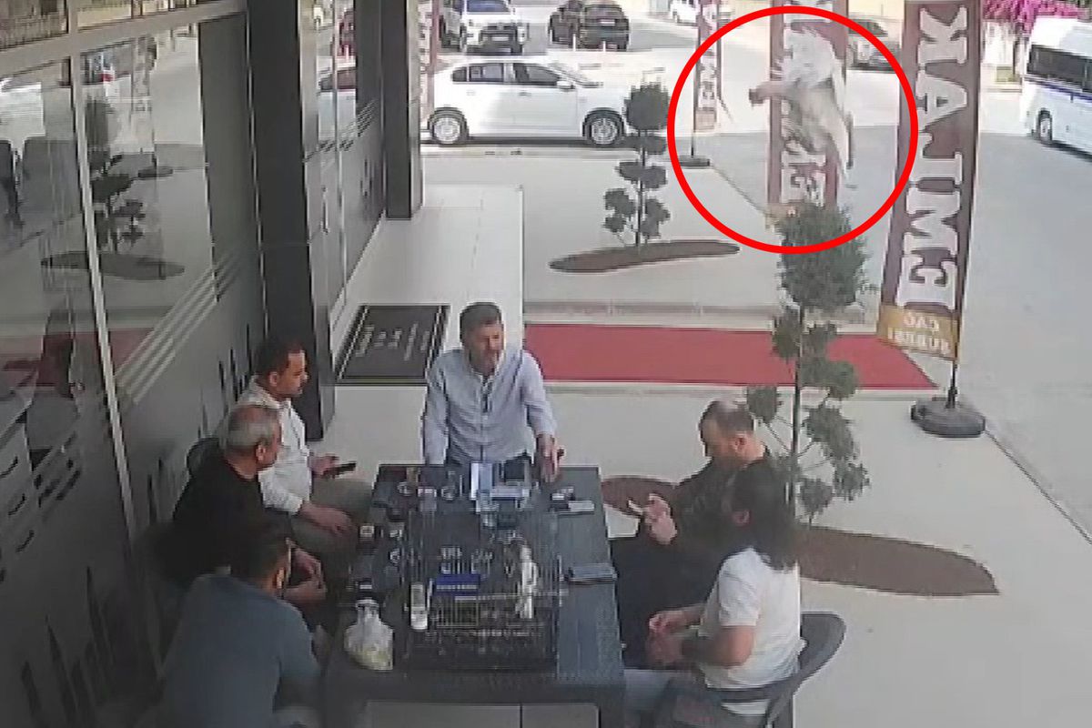 Sohbet masasına düşen davetsiz misafir kısa süreli paniğe neden oldu