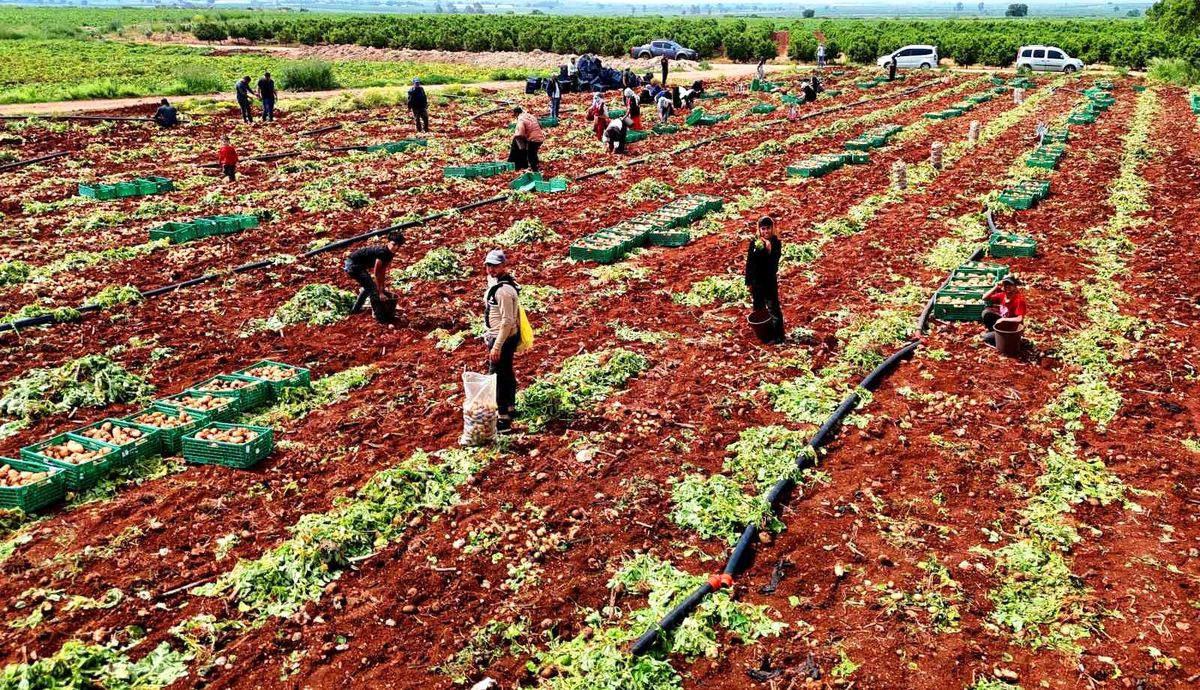 Adana'da Patates Hasadı Başladı