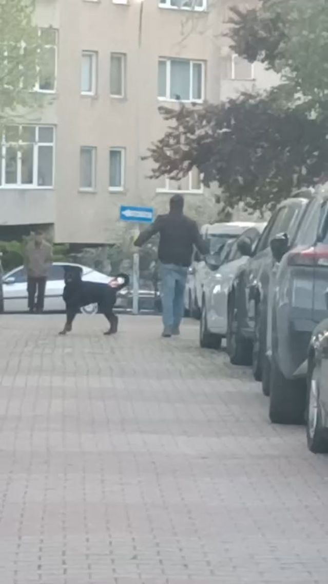 Rottweiler, küçük köpeğe saldırdı! Kadının çığlıkları mahalleyi inletti