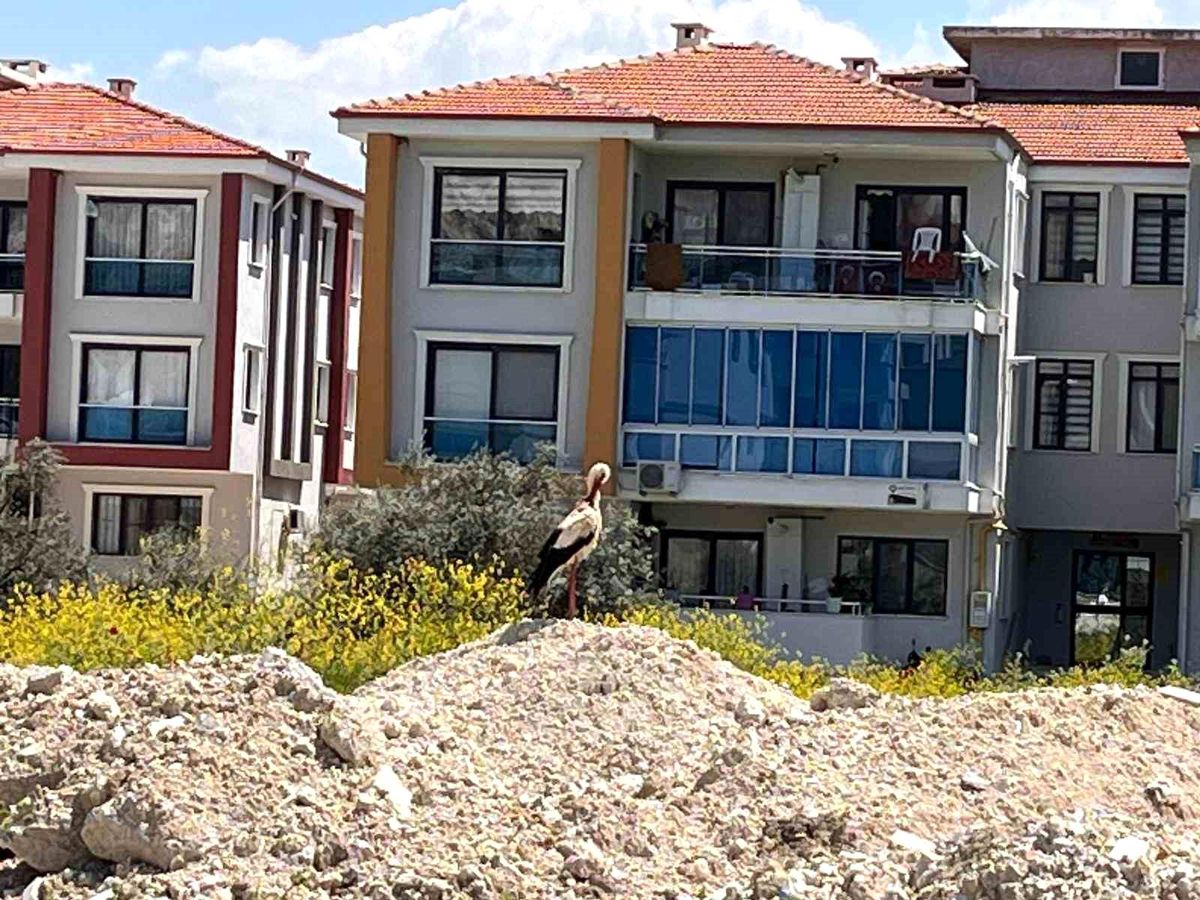 Yatağan\'da Leylek Şehirde