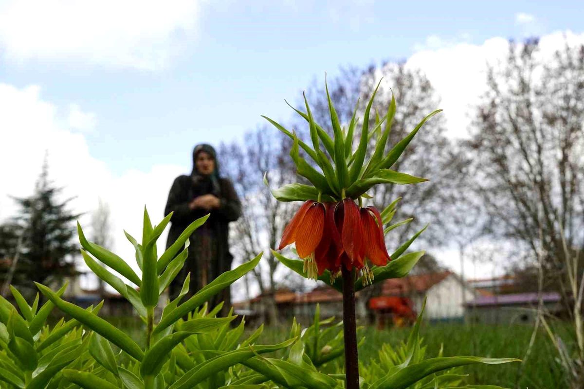 Ağlayan Gelinleri Koruma Altında