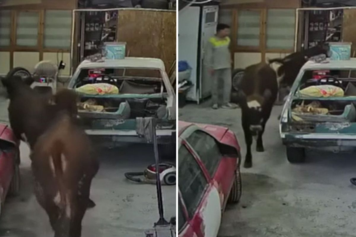 Ankara’da ahırdan kaçan kurbanlıklar oto tamirciye daldı