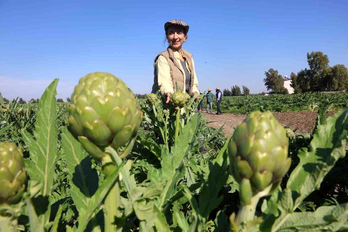 Hatay\'da Enginar Hasadı Başladı