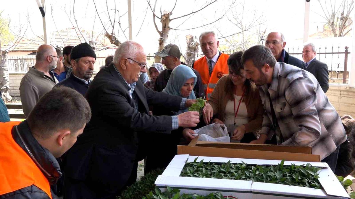 Atakumlu çiftçiye 100 bin sebze fidesi