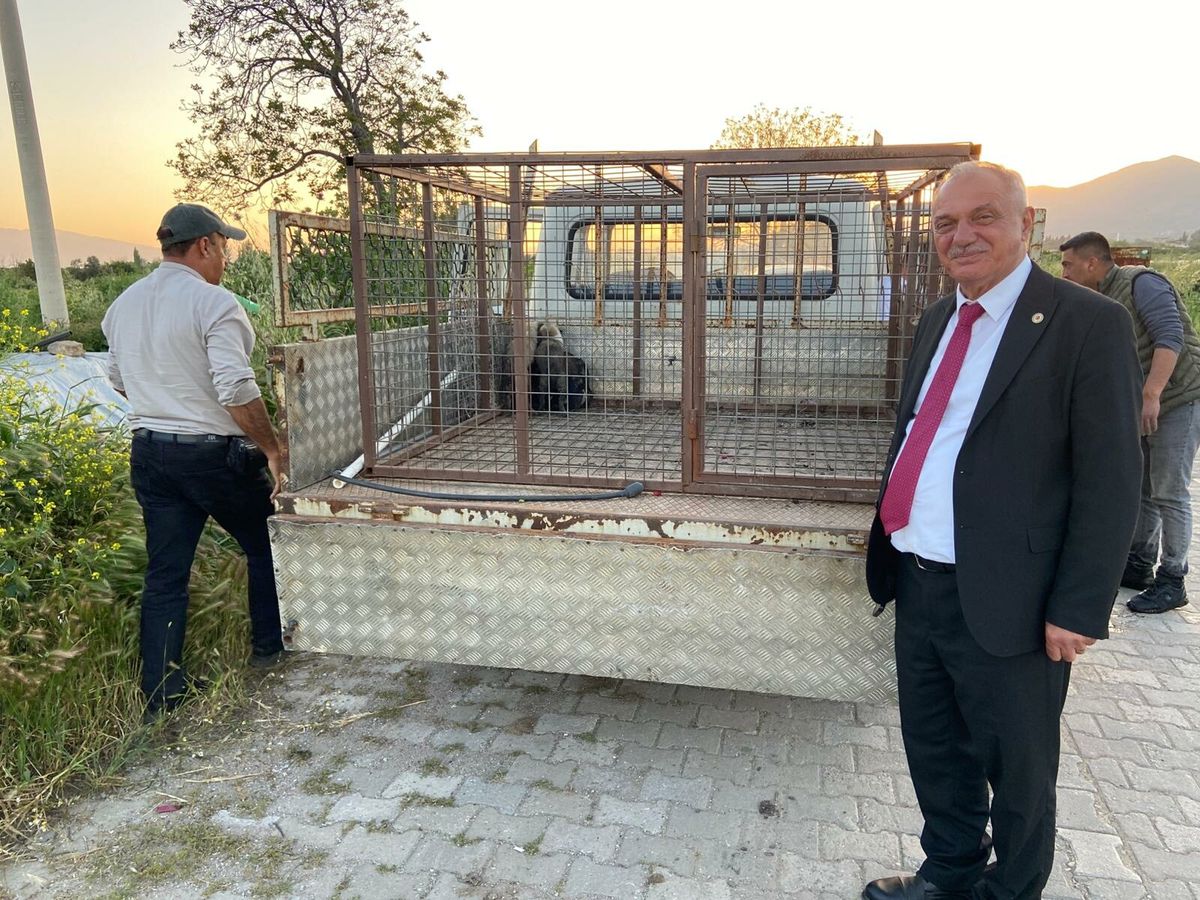 Köpek Yavruları Havuzdan Kurtarıldı