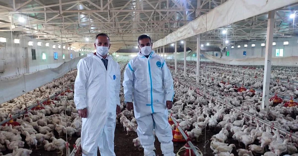 Aydın\'da Kanatlı Hayvancılık Güçlü Kalıyor