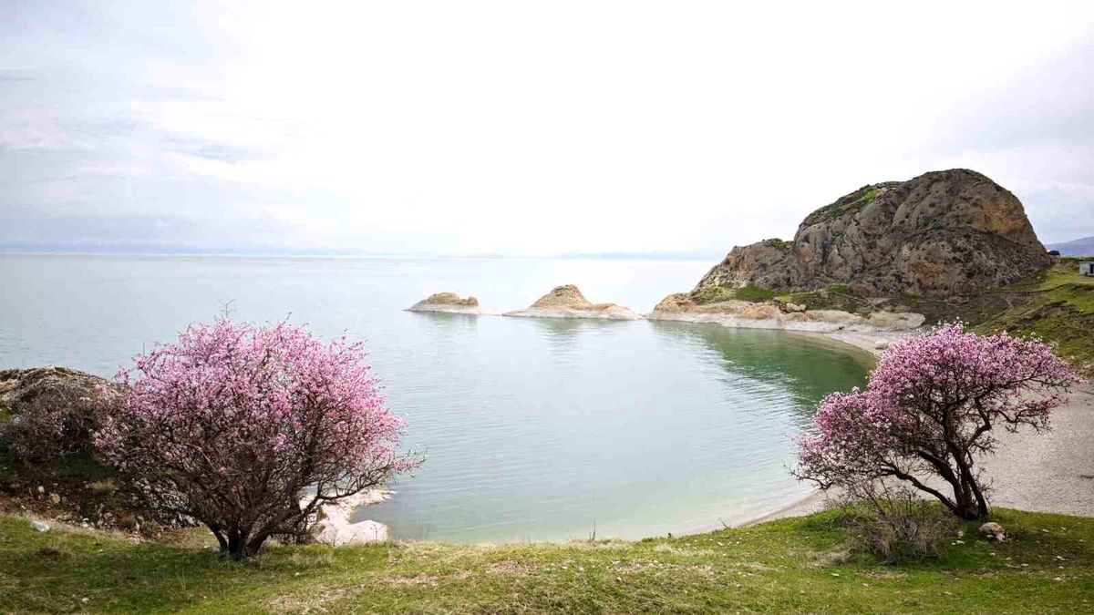 Adilcevaz\'da Badem Çiçekleri Renk Cümbüşü Oluşturdu