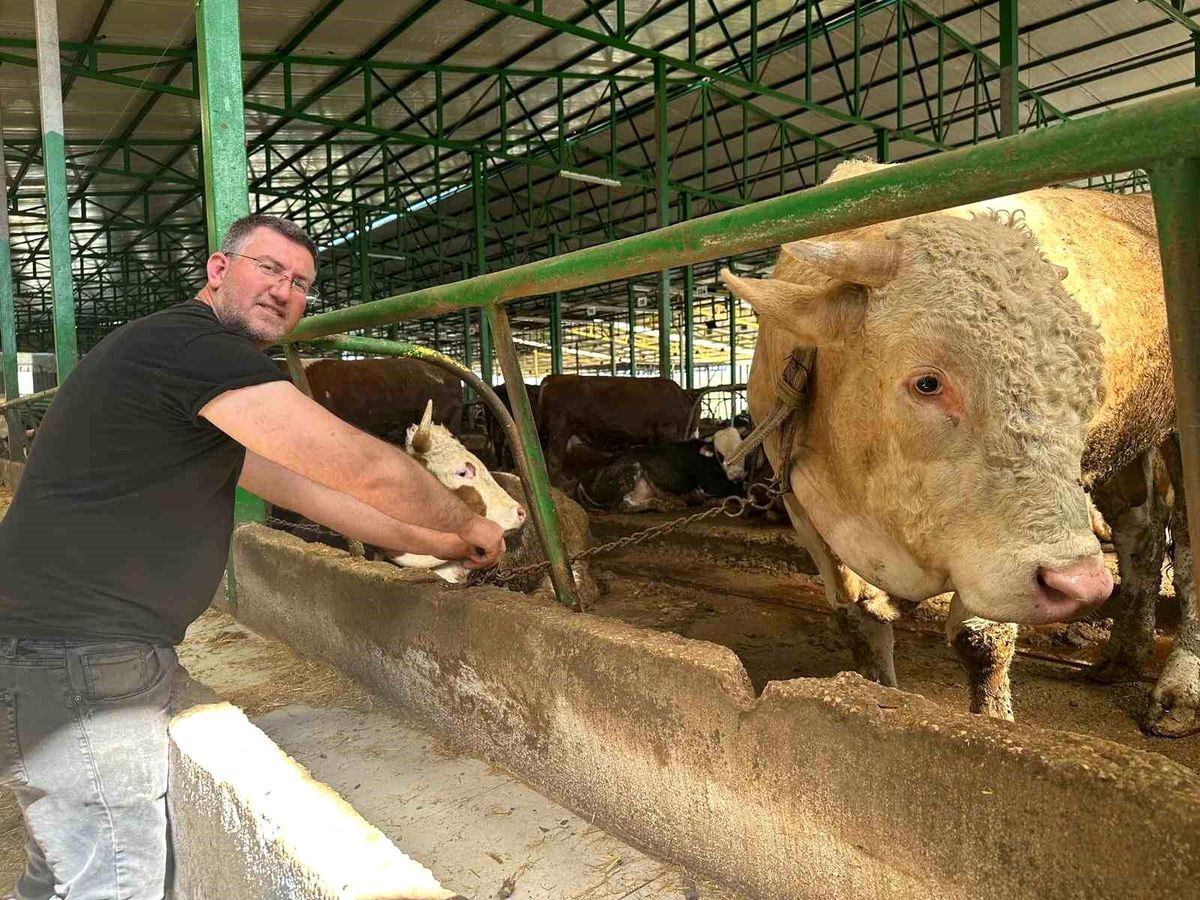 Bursa\'da Uygun Fiyatlı Damızlık Boğa Satışı