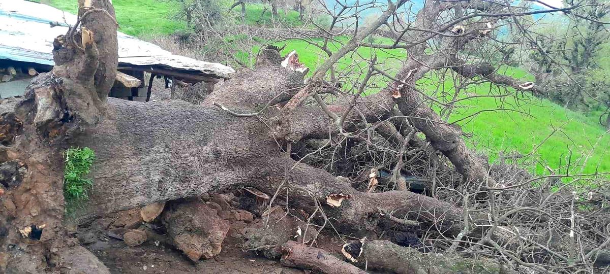 Hakkari\'de Yağışlar 4 Hayvana Mal Oldu