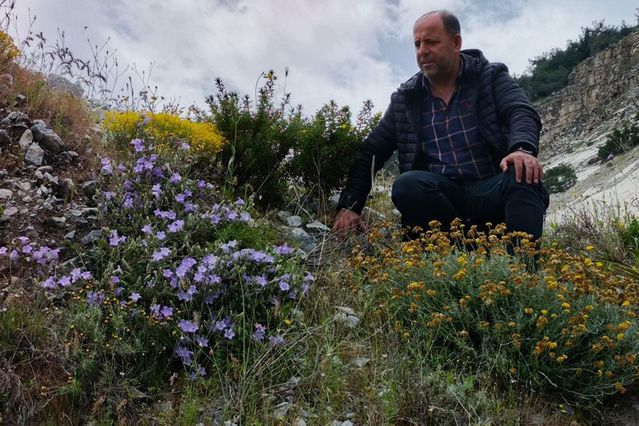 Dünyada sadece Aydın’da yetişen ‘Küçük Çan’ yok olma tehlikesiyle karşı karşıya