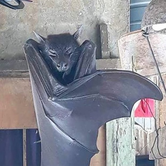 Görenleri dehşete düşüren yarasa! Uzmanların açıklaması şaşkınlık yarattı