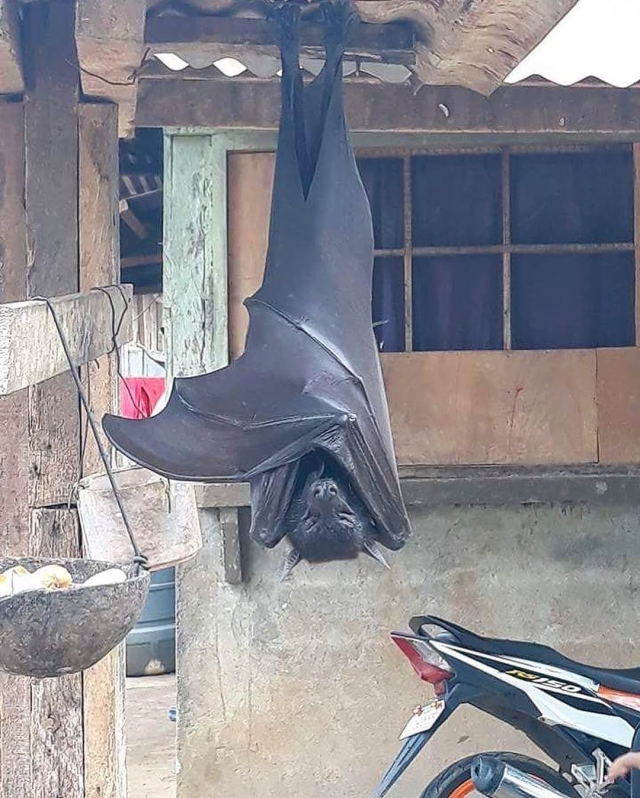 Görenleri dehşete düşüren yarasa! Uzmanların açıklaması şaşkınlık yarattı