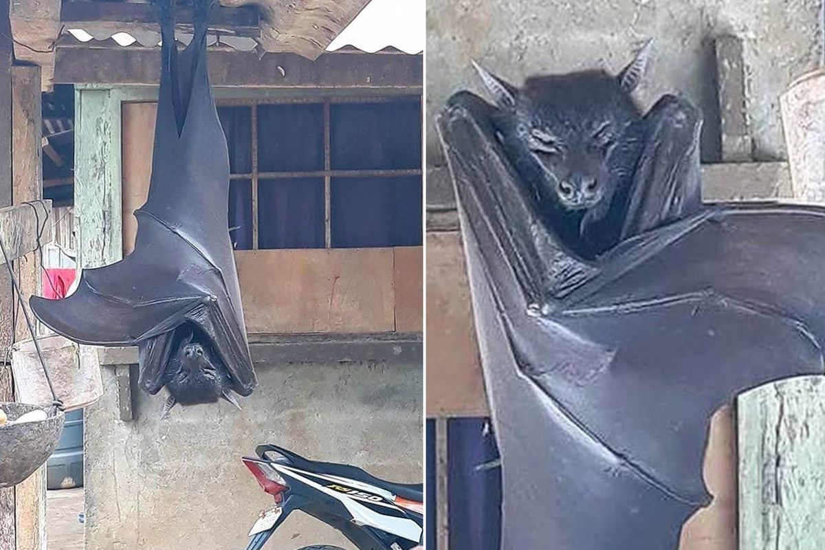 Görenleri dehşete düşüren yarasa! Uzmanların açıklaması şaşkınlık yarattı