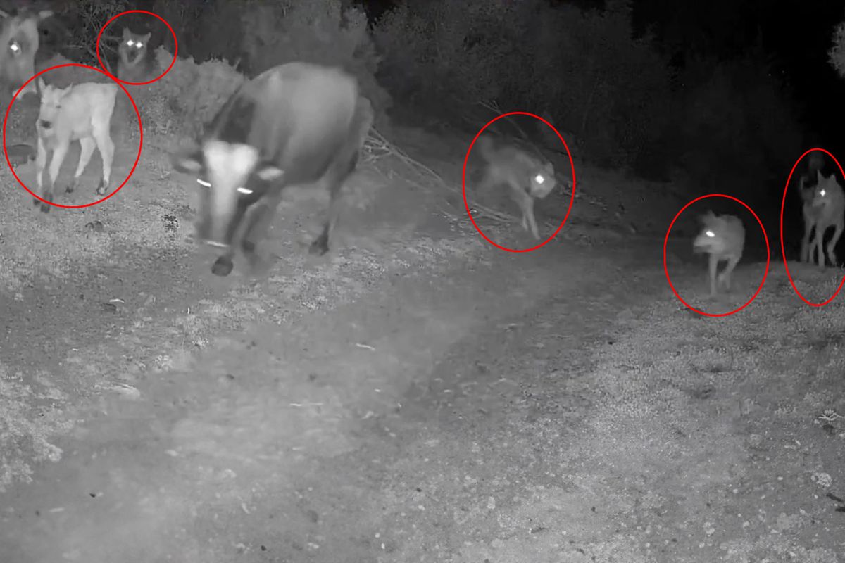 Görüntü Türkiye\'den! Gecenin karanlığında dehşete düşüren anlar