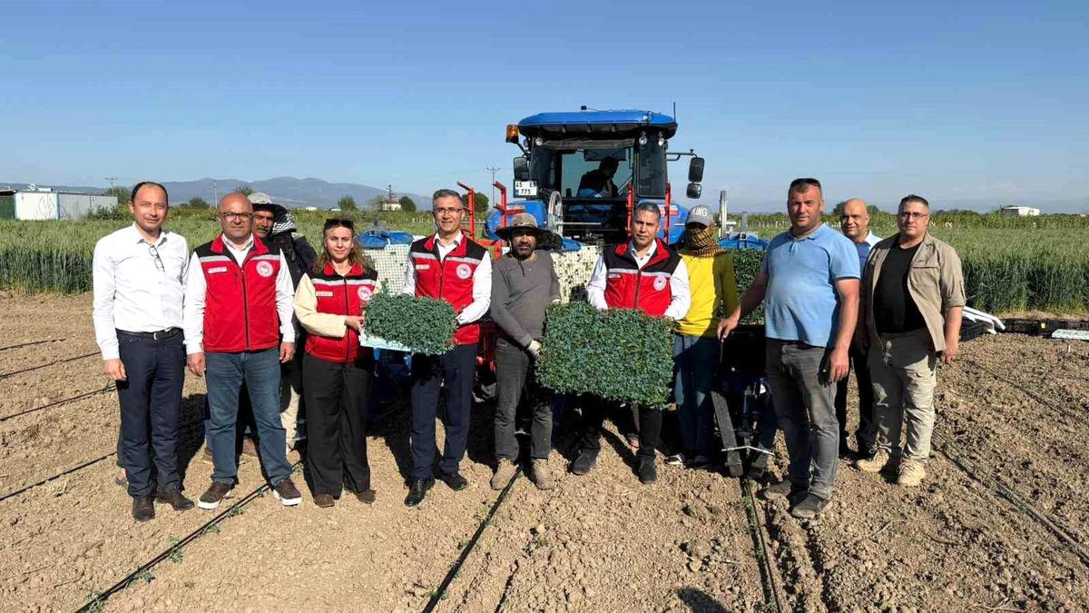 Manisa\'da Domates Fide Dikimi Başladı