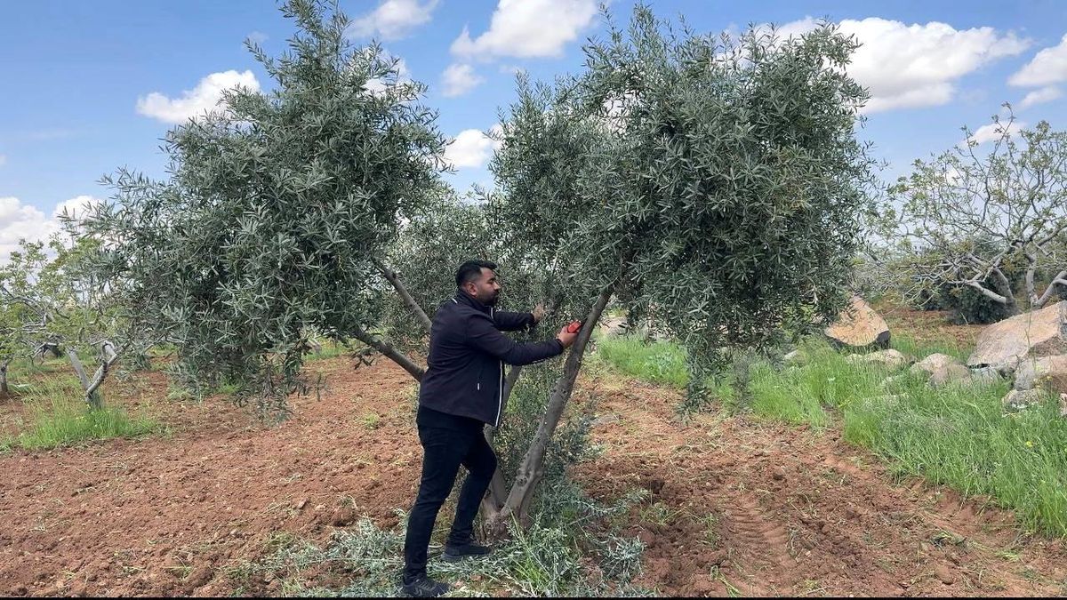 Şanlıurfa\'da Zeytin Üreticilerine Uygulamalı Eğitim