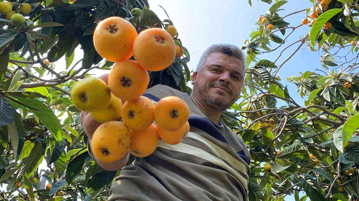 Mersin\'de Yenidünya Hasadı Başladı
