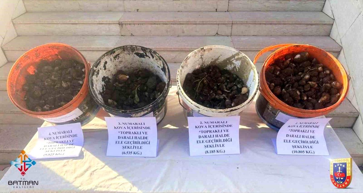 Sason\'da Kaçak Salep Sökümüne Cezalar