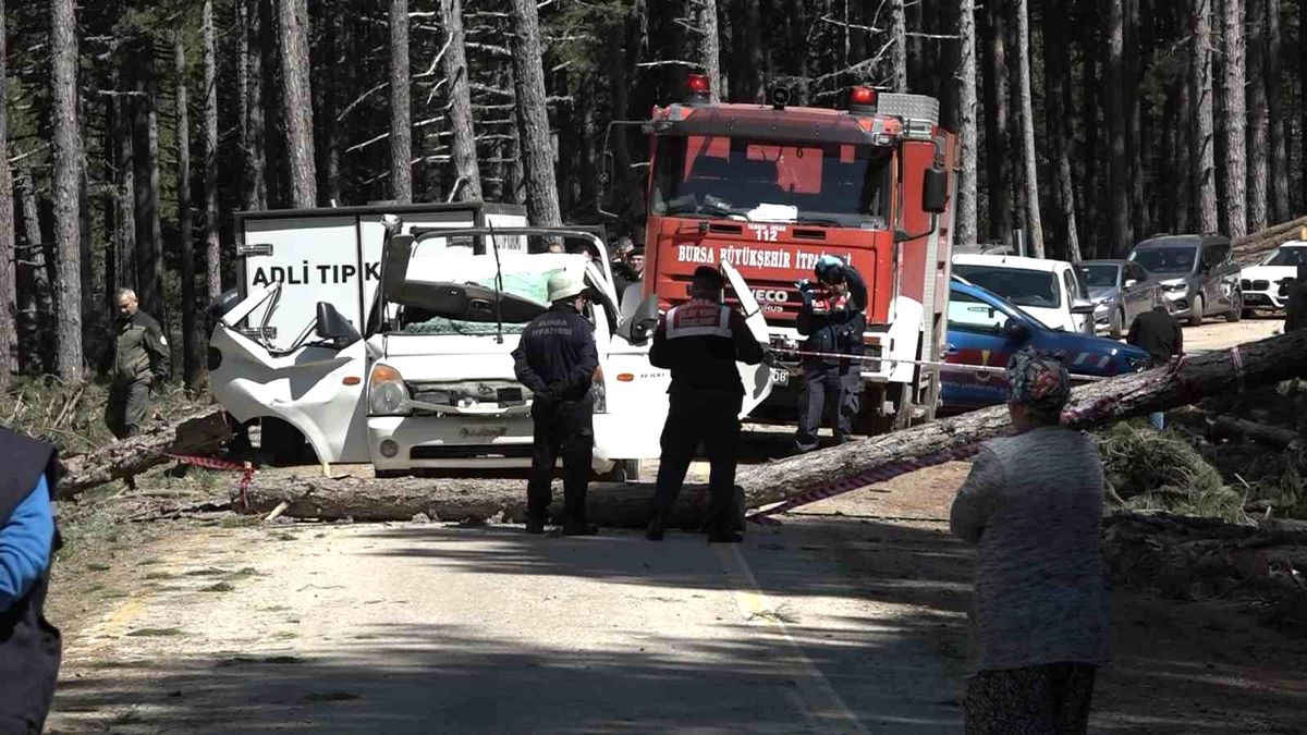 Bursa Uludağ\'da kesilen çam ağacı kamyonetin üzerine devrildi: 1 ölü, 2 yaralı