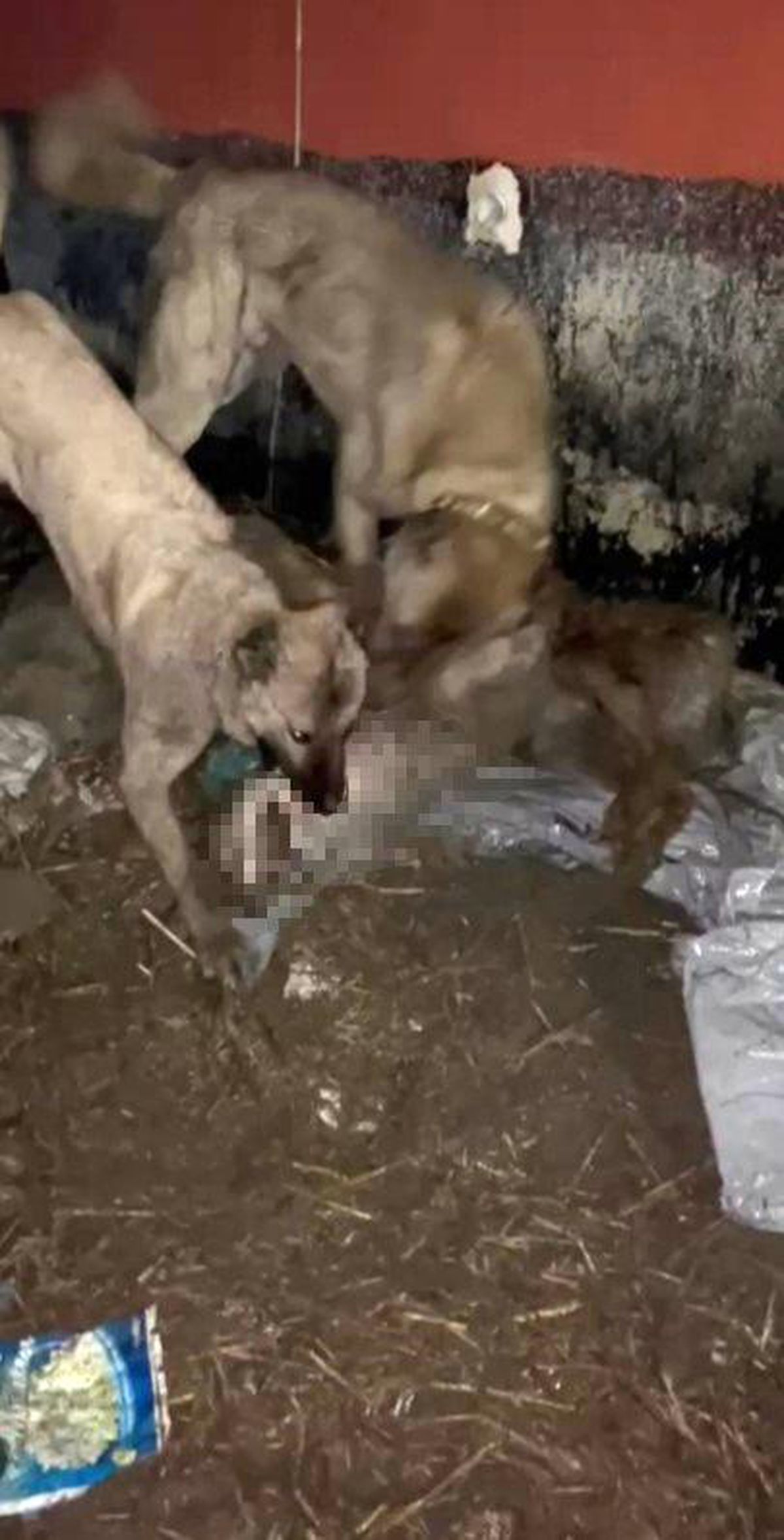 Kangal Köpekleri Kurtu Telef Etti