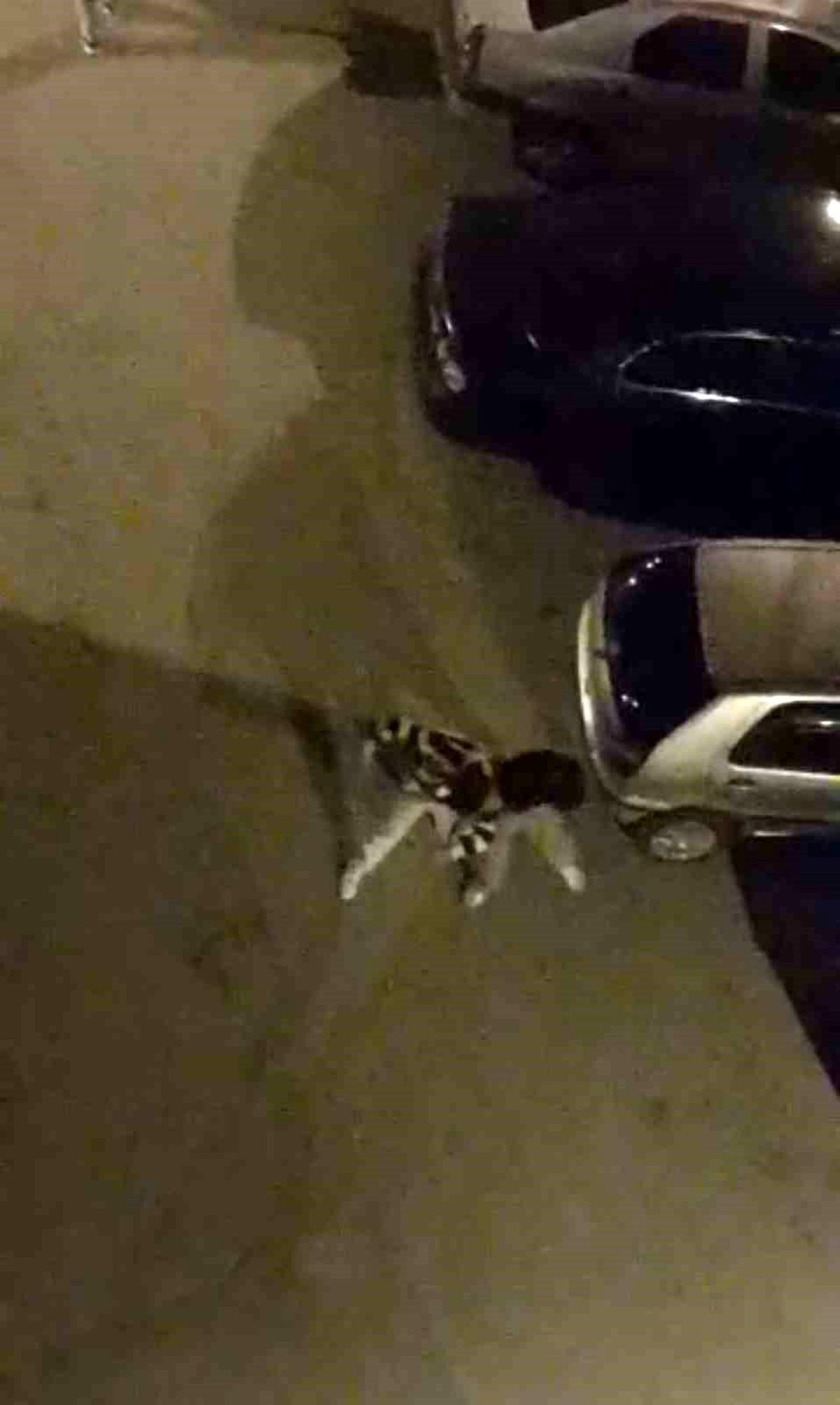 Bursa\'da sokak ortasında yumruk yumruğa kavga kamerada