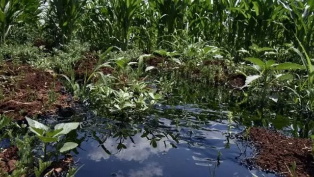 Dicle Üniversitesi'nin kampüsünde petrol bulundu! 6 sondaj kuyusu açılacak