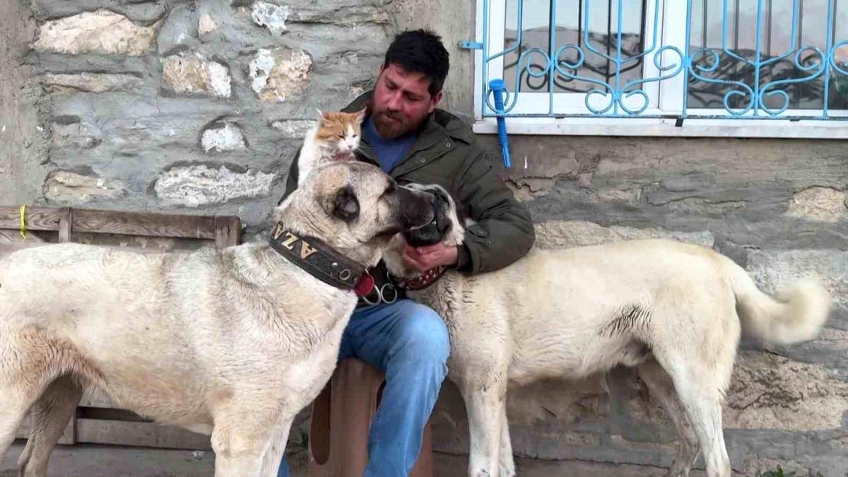 Kedinin Kangal ile Dostluğu