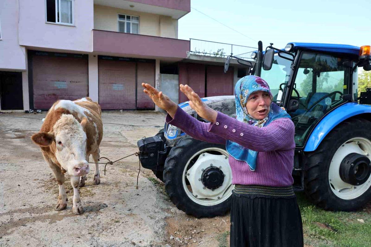 Adana\'da Sel Felaketi: Hayvanlar Telef Oldu
