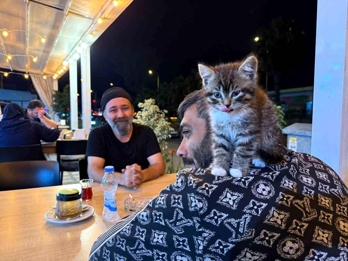 Yavru Kedi, Madde Bağımlılığını Yendi