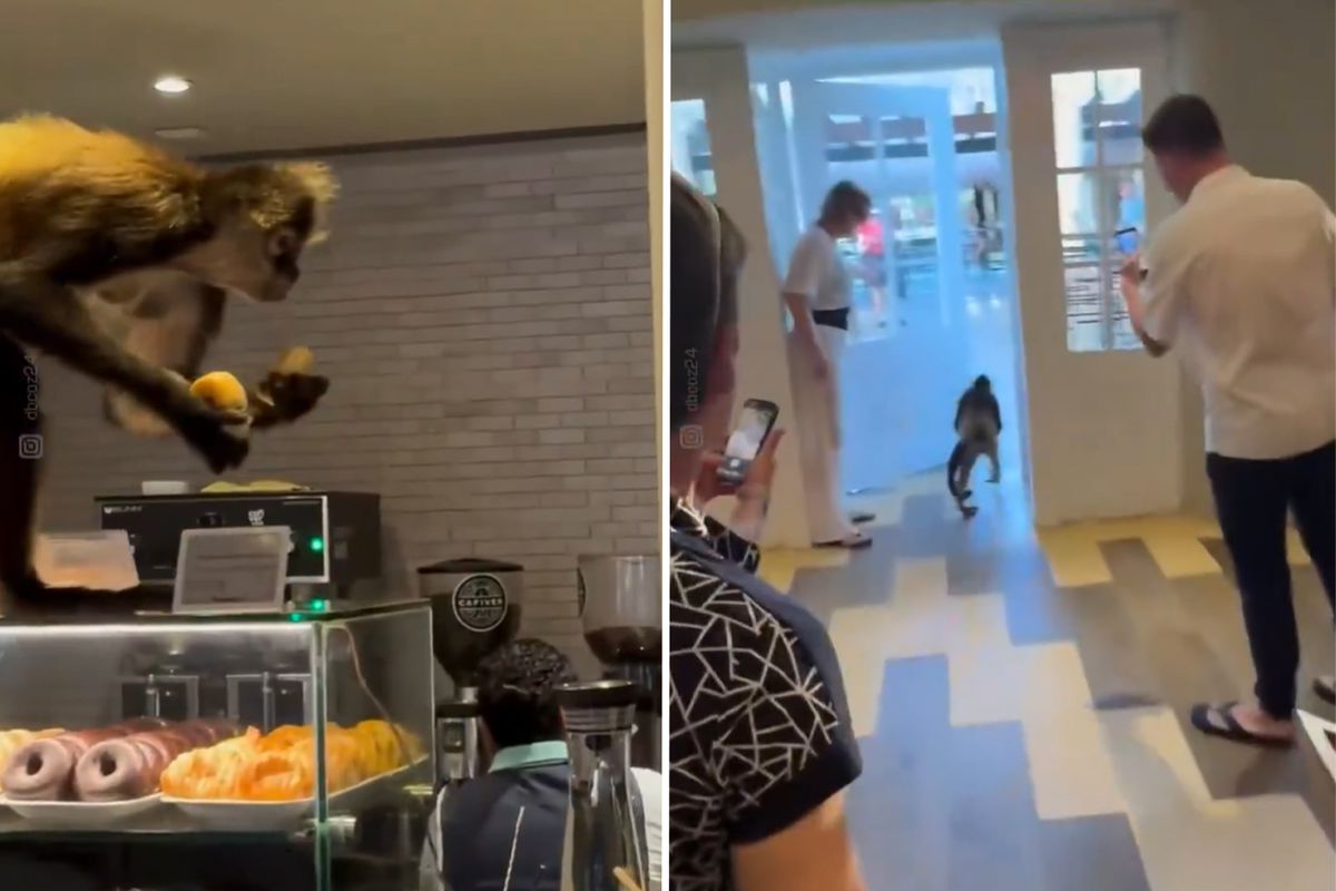 Meksika’da "Tatlı" soygun: Örümcek maymun pastaneyi bir hamlede boşalttı