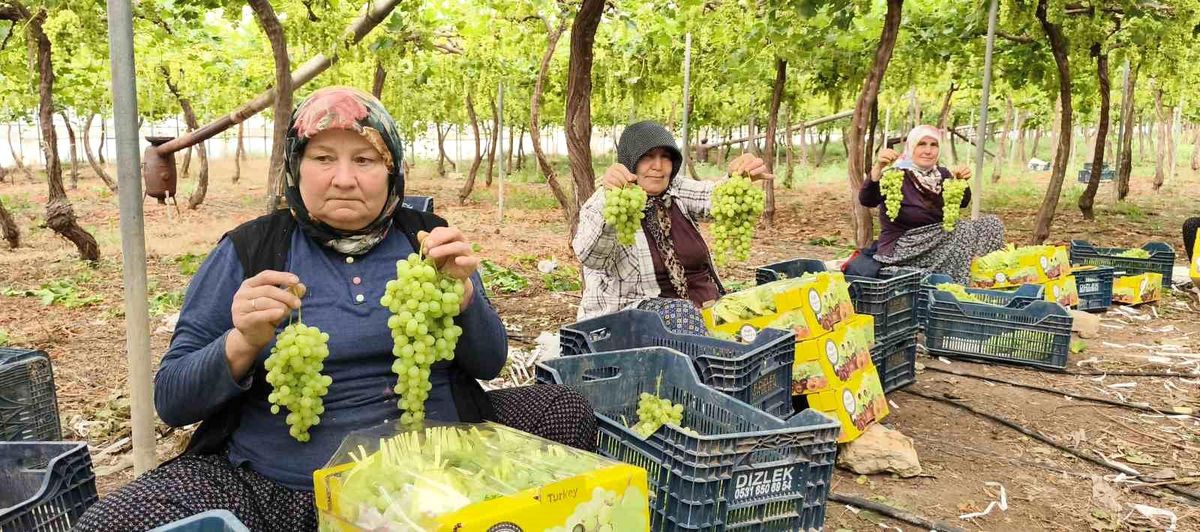 Silifke\'de İlk Üzüm Hasadı Başladı