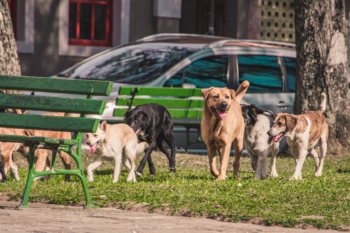 İstanbul\'da sokak hayvanlarıyla ilgili iddiaya valilikten yalanlama