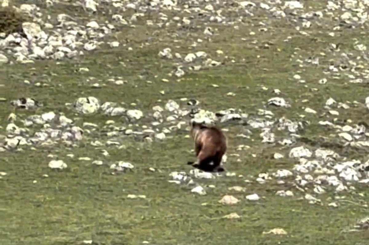 Kırık Ayağıyla Yürümeye Çalışan Bozayı Görüntülendi